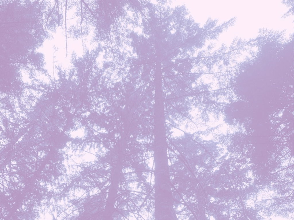 Purple shaded photo of Redwood Forest Trees in California.