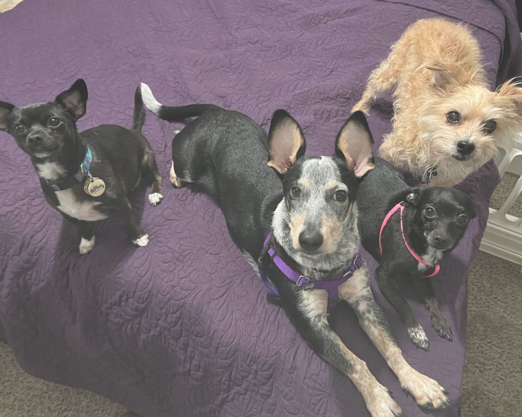 Four dogs named Remy, Austin, Silly, and Cody sit in a line next to each other on a purple bed.