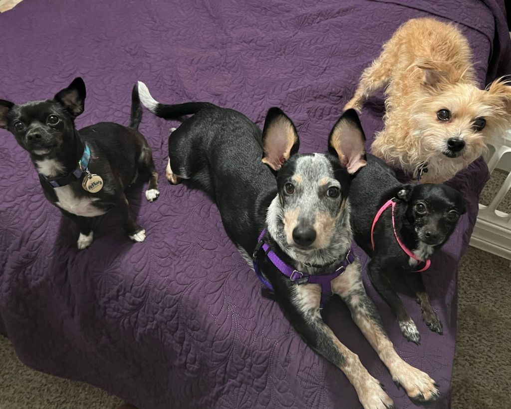 Four dogs named Remy, Austin, Silly, and Cody sit in a line next to each other on a purple bed.